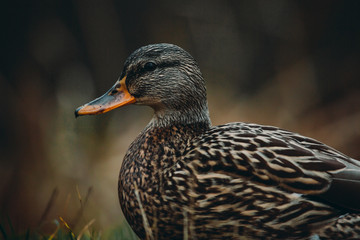 Close-up wild duck nibbles on grass and walks on green grass near a pond. Feathers in macro with water droplets.