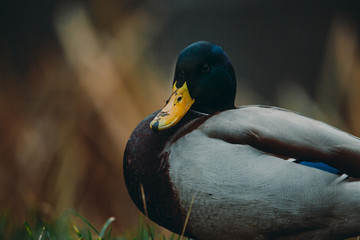 Close-up wild duck nibbles on grass and walks on green grass near a pond. Feathers in macro with water droplets.