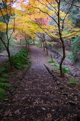 紅葉に包まれる道