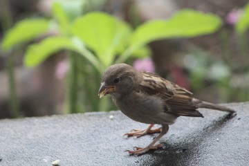 House Sparrow in garden after rain