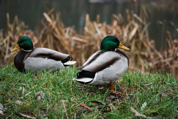 Close-up wild duck nibbles on grass and walks on green grass near a pond. Feathers in macro with water droplets.