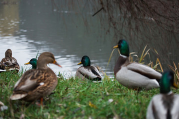 Close-up wild duck nibbles on grass and walks on green grass near a pond. Feathers in macro with water droplets.