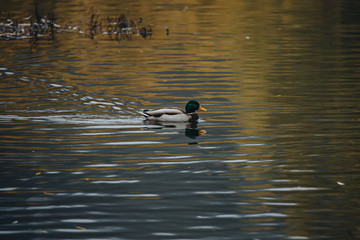 Birds and animals in the wild. An amazing grunt duck swims in a lake or river with blue water under the sunlight landscape. Close up perspective of a funny duck.