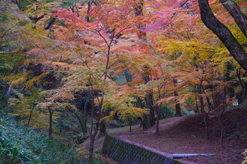 紅葉に包まれる道