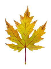 Sycamore tree leaf