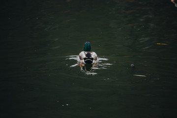 Birds and animals in the wild. An amazing grunt duck swims in a lake or river with blue water under the sunlight landscape. Close up perspective of a funny duck.