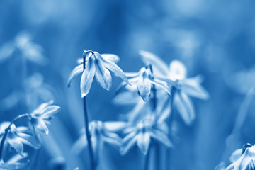 Fototapeta na wymiar Floral background with bluebells flowers. Selective focus. Close-up. Classic Blue trendy Color of the year 2020