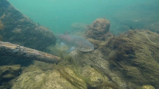 Freshwater fish Common huchen (Hucho hucho) in the beautiful clean river. Underwater footage with nice bacground and natural light. Wild life animal. Swimming predator fish in the river habitat.