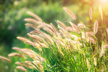 Feather Pennisetum or Mission Grass close up mode with backlight of sunrise in the morning  ,abstract background concept