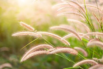 Feather Pennisetum or Mission Grass close up mode with backlight of sunrise in the morning  ,abstract background concept