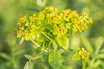 Flowering Marsh Spurge (Euphorbia palustris). closeup bundle of yellow blooming wild swamp flowers, marsh spurge or euphorbia, Euphorbia palustris