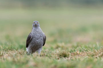 Birds - Northern Goshawk - (Accipiter gentilis)