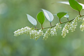 Leucothoe fontanesiana, also known as the highland doghobble, fetter-bush, mountain doghobble or switch ivy, is a species of flowering plant in the family Ericaceae