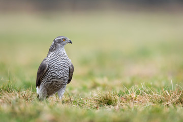 Birds - Northern Goshawk - (Accipiter gentilis)