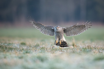 Birds - Northern Goshawk - (Accipiter gentilis)