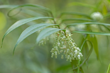 Leucothoe fontanesiana, also known as the highland doghobble, fetter-bush, mountain doghobble or switch ivy, is a species of flowering plant in the family Ericaceae