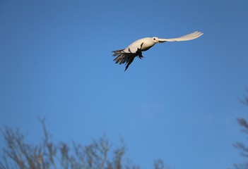 beautiful white dove is flying at the blue sky