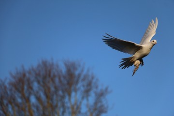 beautiful white dove is flying at the blue sky