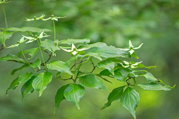 Asian Dogwood or Kousa Dogwood (Cornus kousa) in bloom. Flowers of Cornus kousa (also Benthamidia kousa) 