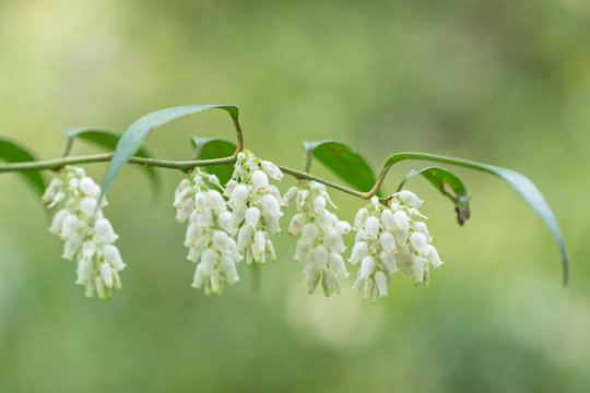 Leucothoe fontanesiana, also known as the highland doghobble, fetter-bush, mountain doghobble or switch ivy, is a species of flowering plant in the family Ericaceae