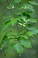 Asian Dogwood or Kousa Dogwood (Cornus kousa) in bloom. Flowers of Cornus kousa (also Benthamidia kousa) 