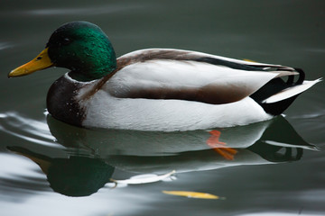 Obraz premium Birds and animals in the wild. An amazing grunt duck swims in a lake or river with blue water under the sunlight landscape. Close up perspective of a funny duck.