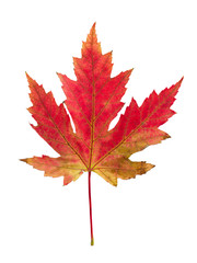 Autumn leave on white isolated background. Colorful dry maple leave ( Sapindaceae leaf ) 