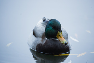 Obraz premium Birds and animals in the wild. An amazing grunt duck swims in a lake or river with blue water under the sunlight landscape. Close up perspective of a funny duck.