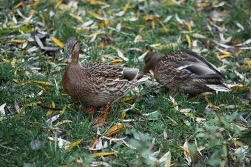 Close-up wild duck nibbles on grass and walks on green grass near a pond. Feathers in macro with water droplets.