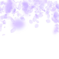 Violet flower petals falling down. Precious romant