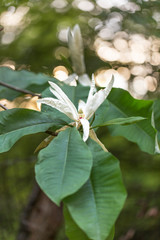 Fototapeta premium Flowers and leaves of Umbrella Magnolia (Magnolia tripetala), beautiful blurred background.
