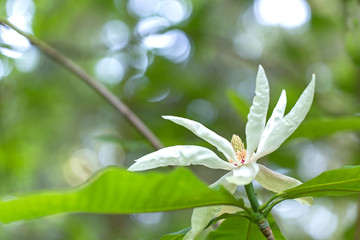 Obraz premium Flowers and leaves of Umbrella Magnolia (Magnolia tripetala), beautiful blurred background.