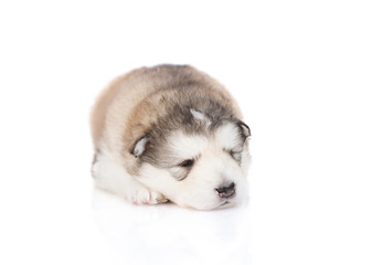 two cute puppy Malamute sleeping