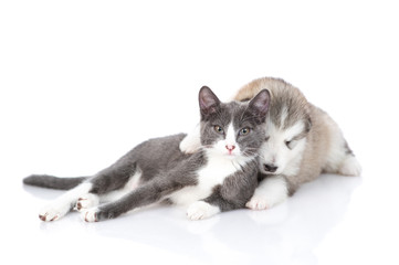 Malamute puppy with a kitten on white background