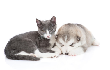 Malamute puppy with a kitten on white background