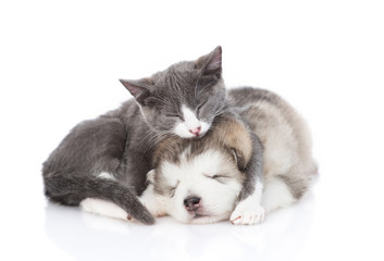 Malamute puppy with a kitten on white background