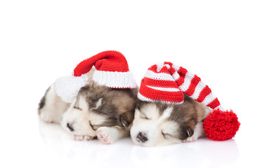 Obraz premium Malamute puppies in Christmas hats