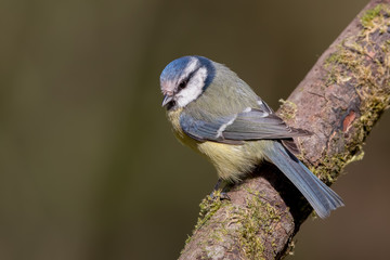 Blue Tit Perched