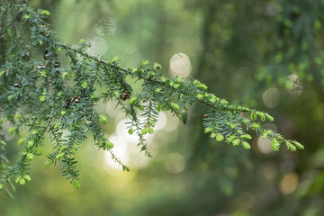   Tsuga heterophylla (Western hemlock) is a species of coniferous plants of the Pinaceae family.  Needles and cones branches a western hemlock (Tsuga heterophylla), great bokeh background. 