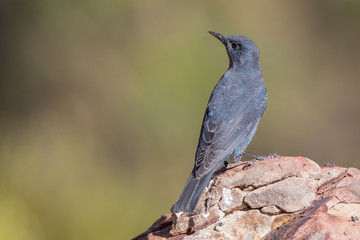 Blue Rock-thrush Perched