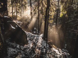 rays in the winter forest