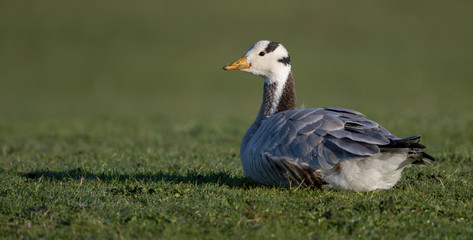 Bar Headed Goose Sitting on Grass