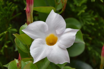 white and yellow tropical flower