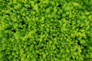 Detailed view of the wet moss texture - obrazy, fototapety, plakaty