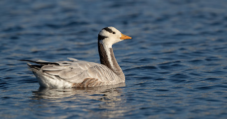 Bar Headed Goose Swimming