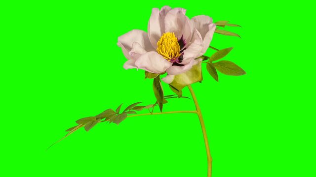 Pink peony bloom buds green screen, FULL HD (Paeonia rockii)