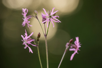 Fototapeta na wymiar Lychnis flos-cuculi, commonly called Ragged-Robin, is a herbaceous perennial plant in the family Caryophyllaceae. Ragged-Robin (Lychnis flos-cuculi) flower on orange bokeh background of evening sunset