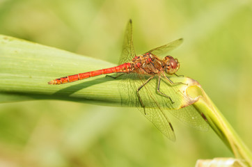 Dragonfly sitting on the stem of the plant.