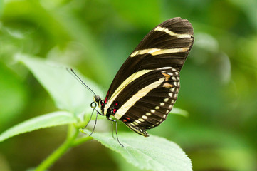 Zebra Longwing Butterfly