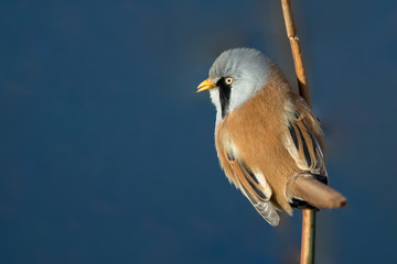 Bearded Tit Perched on Reed